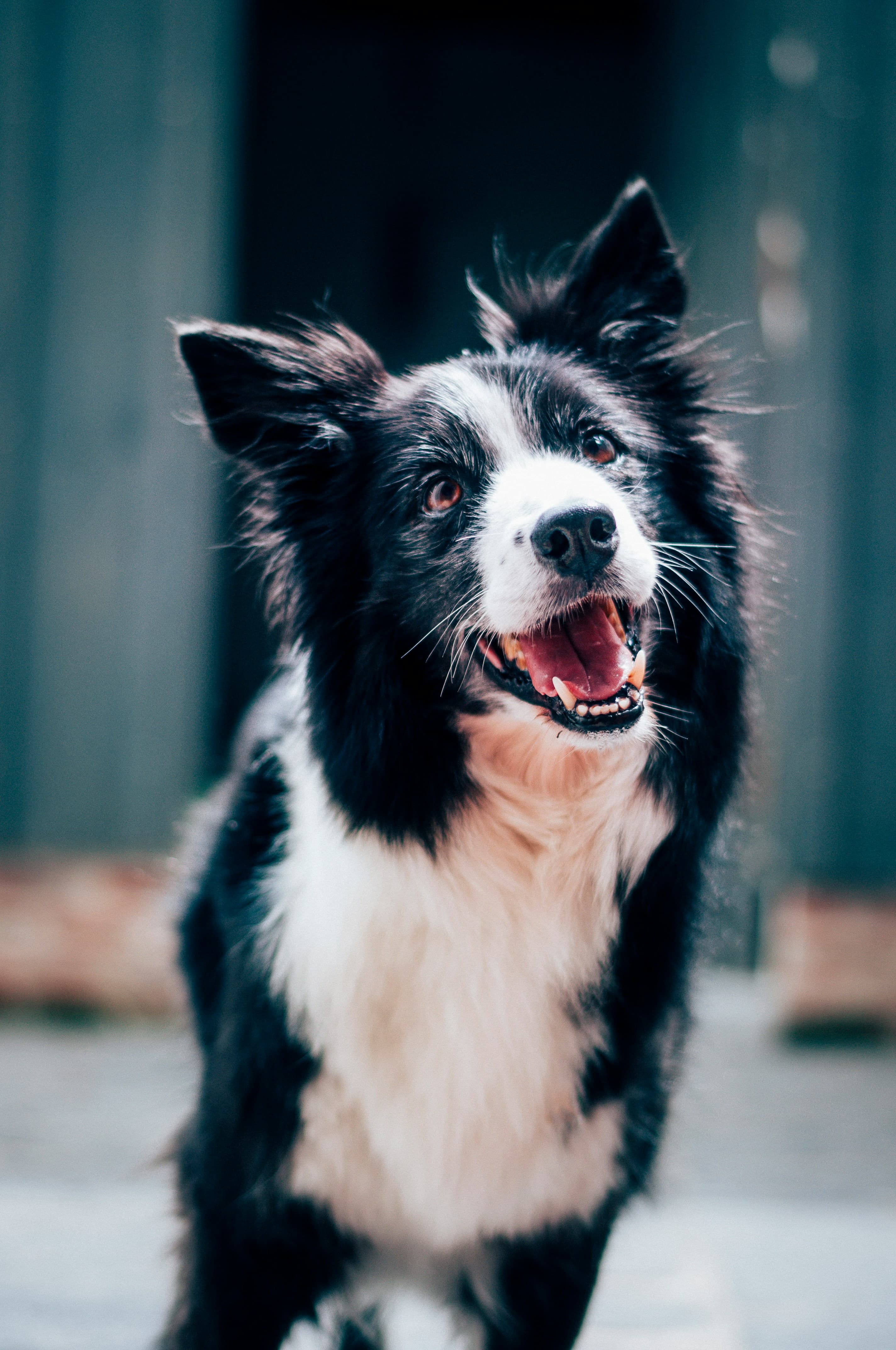 Adoptá un animal